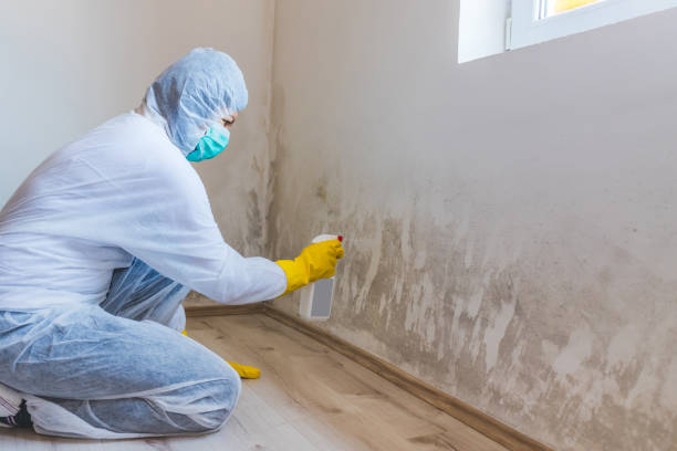 Professional mold removal team in Sharon