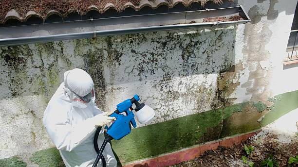 Mold Removal service in Sharon